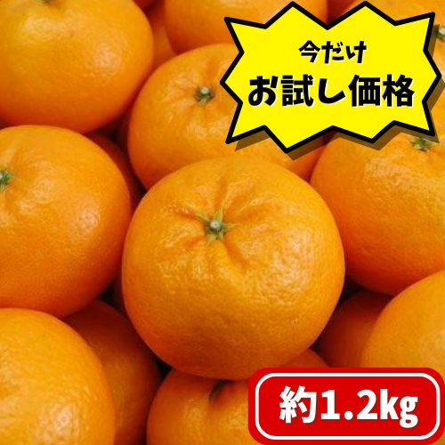 【お試し用】広島県瀬戸田　もりの農園　はれひめ　1.2㎏　