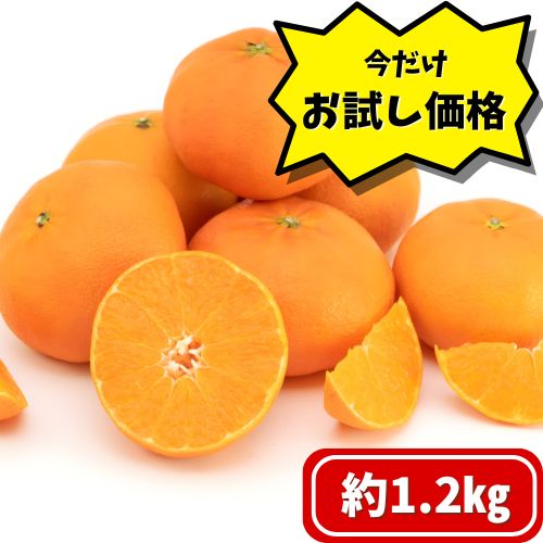 【数量限定】愛媛県産　甘平 1.2㎏