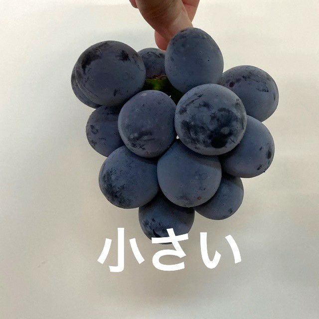 ◯in◯ 岩手県産胡桃樹皮 山葡萄① ◯in◯ 岩手県産